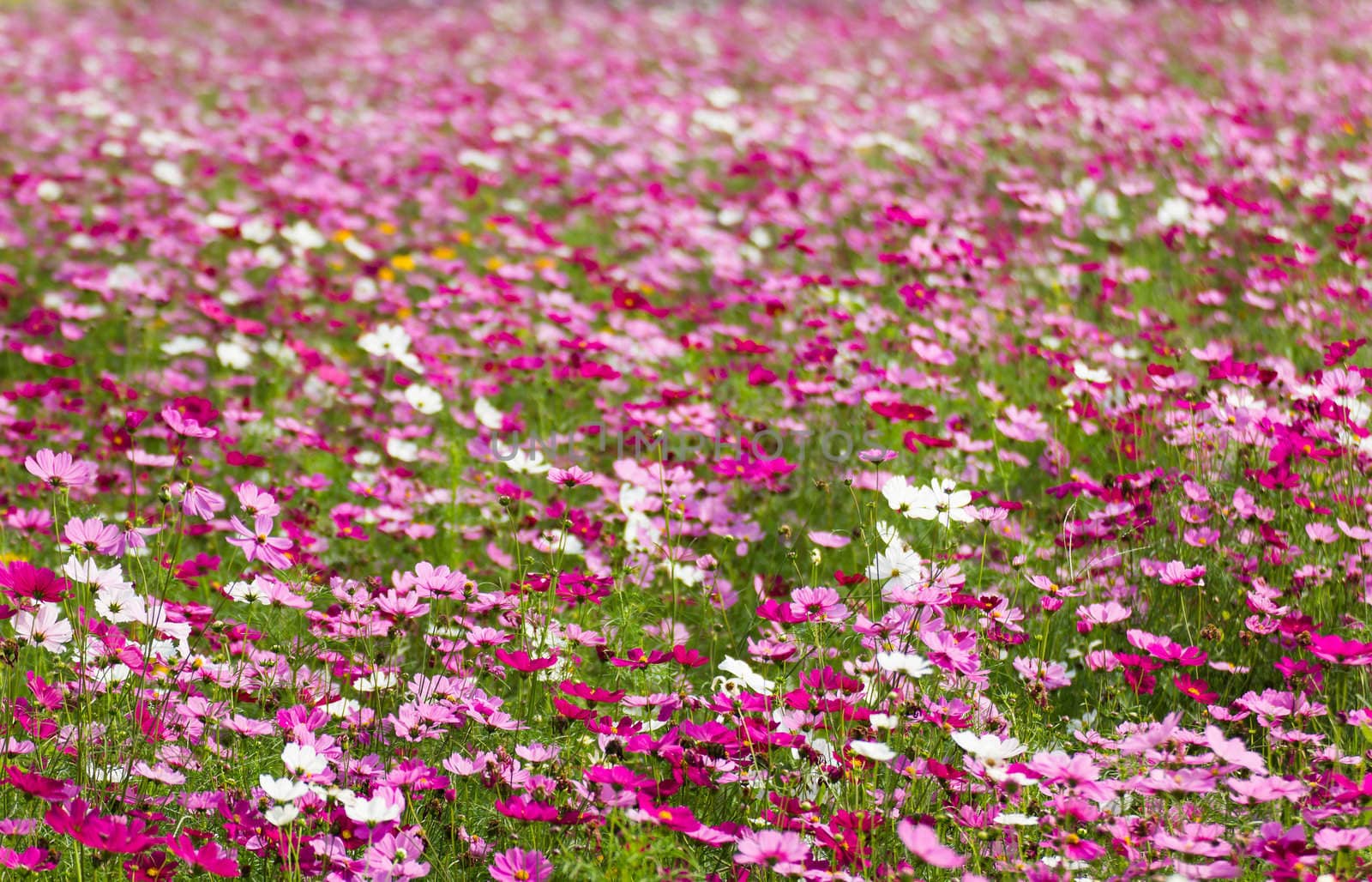 Field of White and Pink cosmos flowers  in Thailand