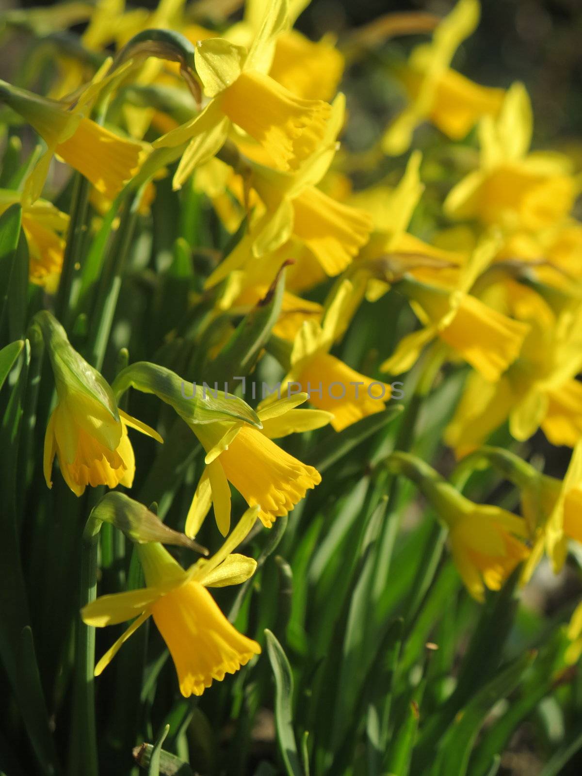 Outdoor shot of yellow daffodils