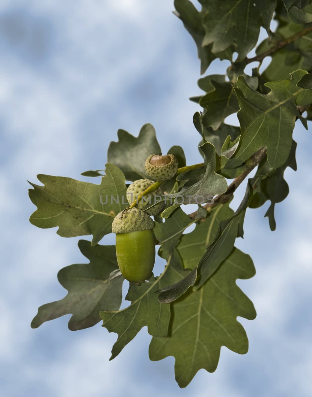 Oak tree with fruit