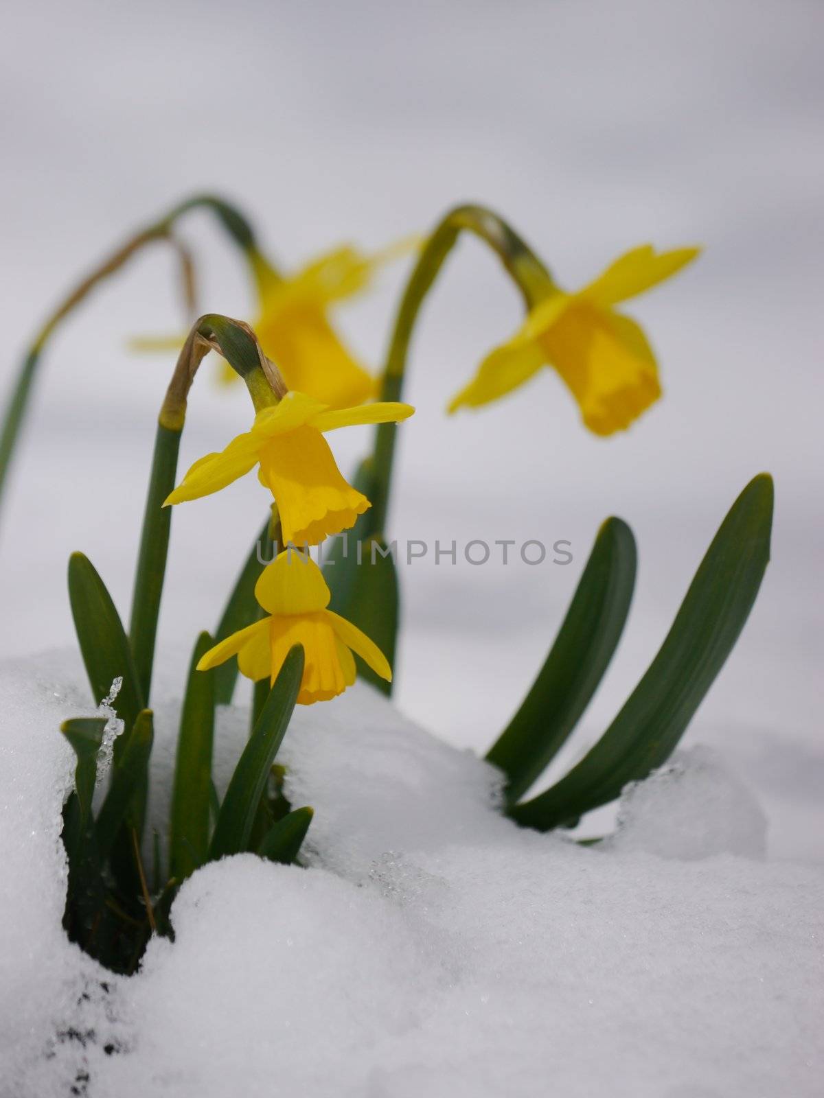 Outdoor shot of yellow daffodils
