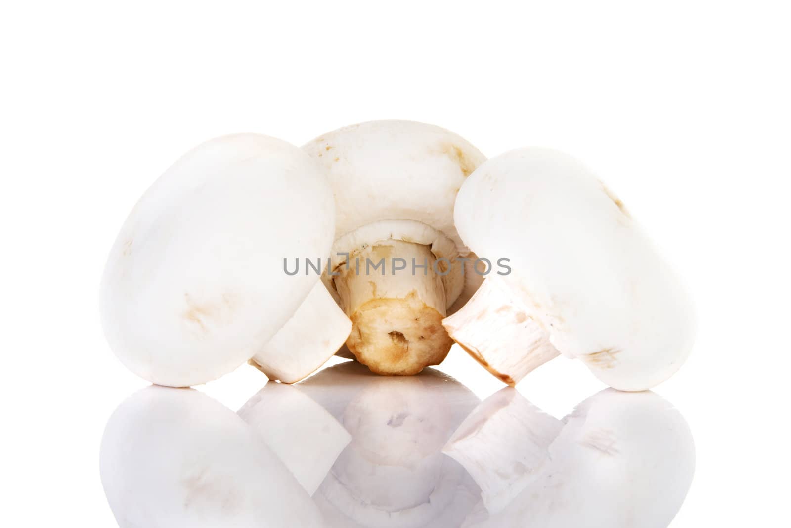 Edible button mushroom, champignon by BDS
