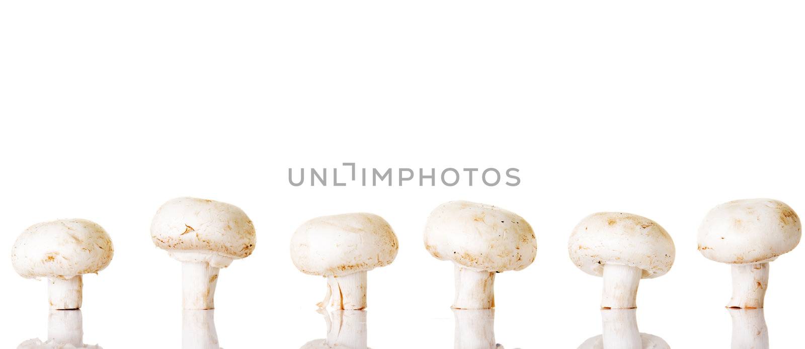 Edible button mushroom, champignon, isolated on white background