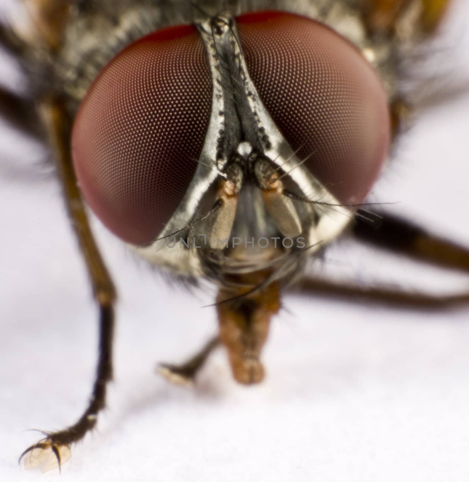 Head of a domestic fly - three by gewoldi