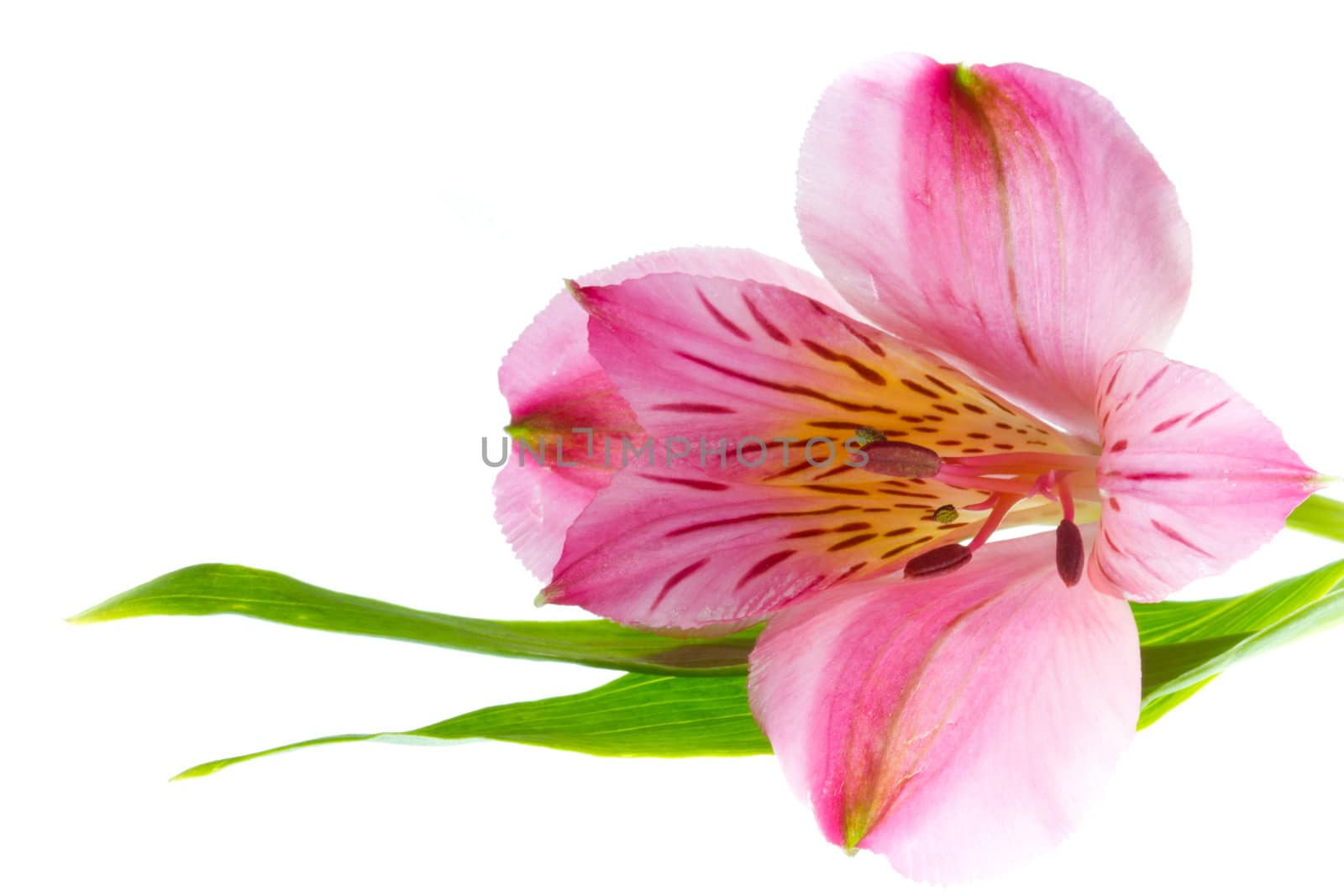 Pink alstroemeria with leaves isolated on a white background