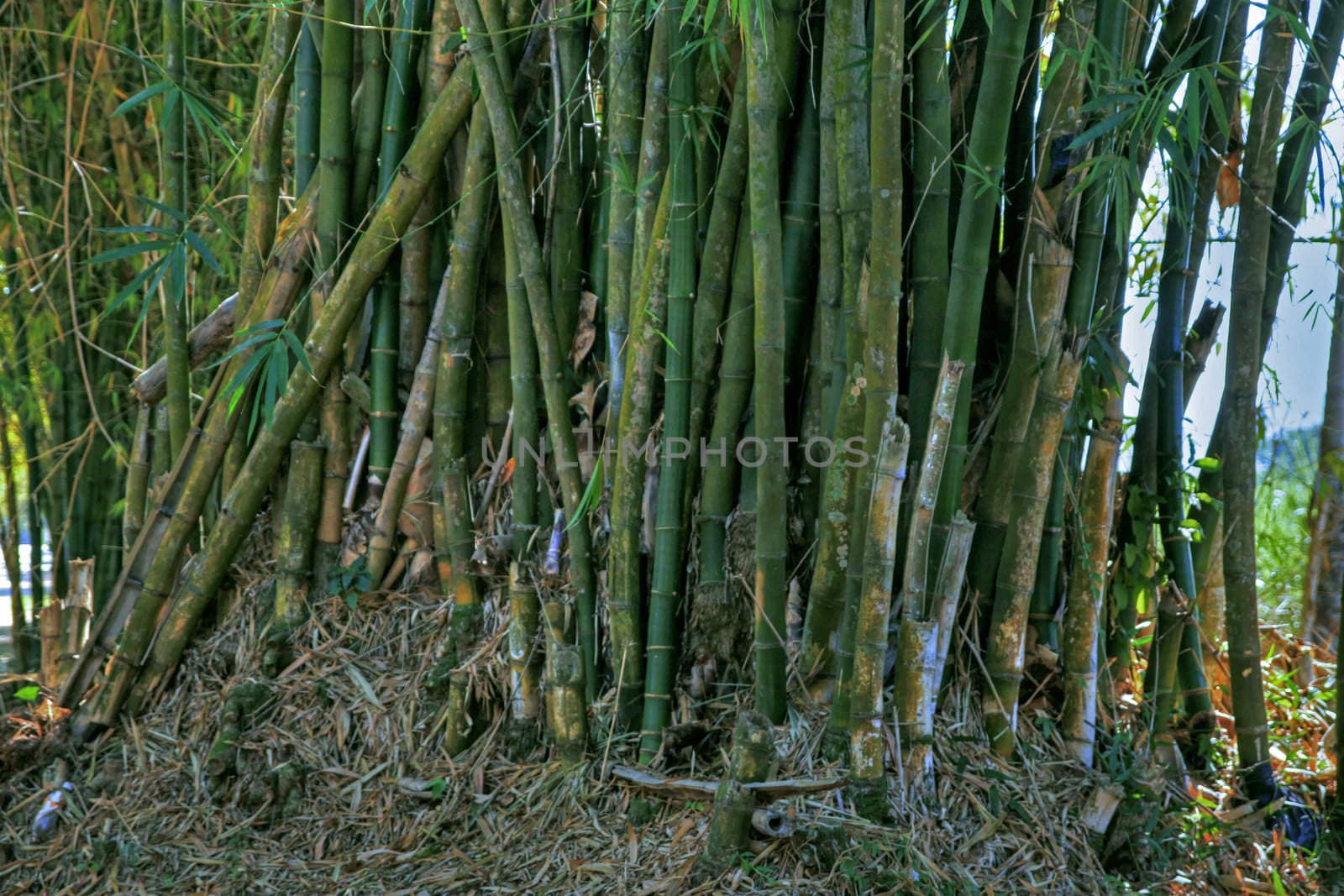 Gathering of sugar cane stalk in tropical setting