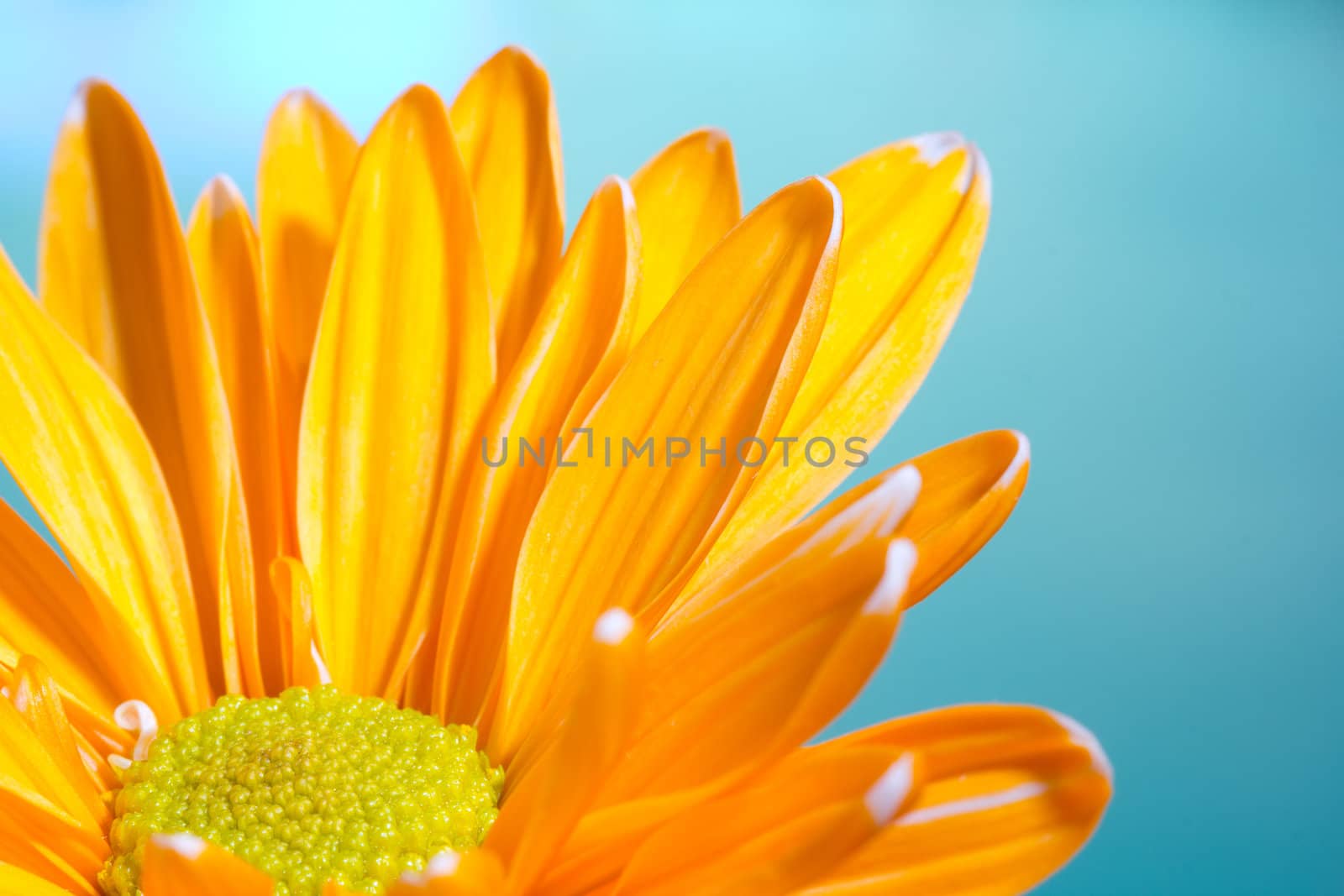 Orange chrysanthemum against a blue background