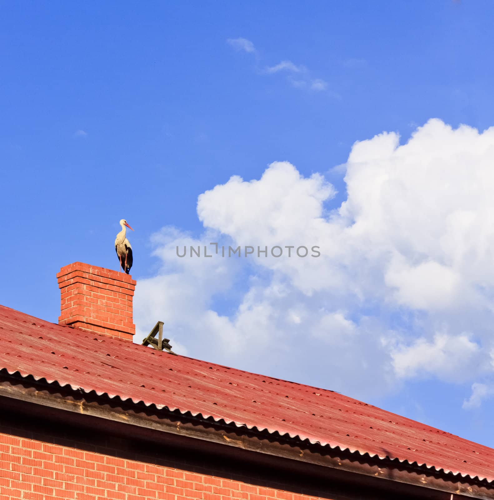 Stork sitting on the top of a roof by ryhor