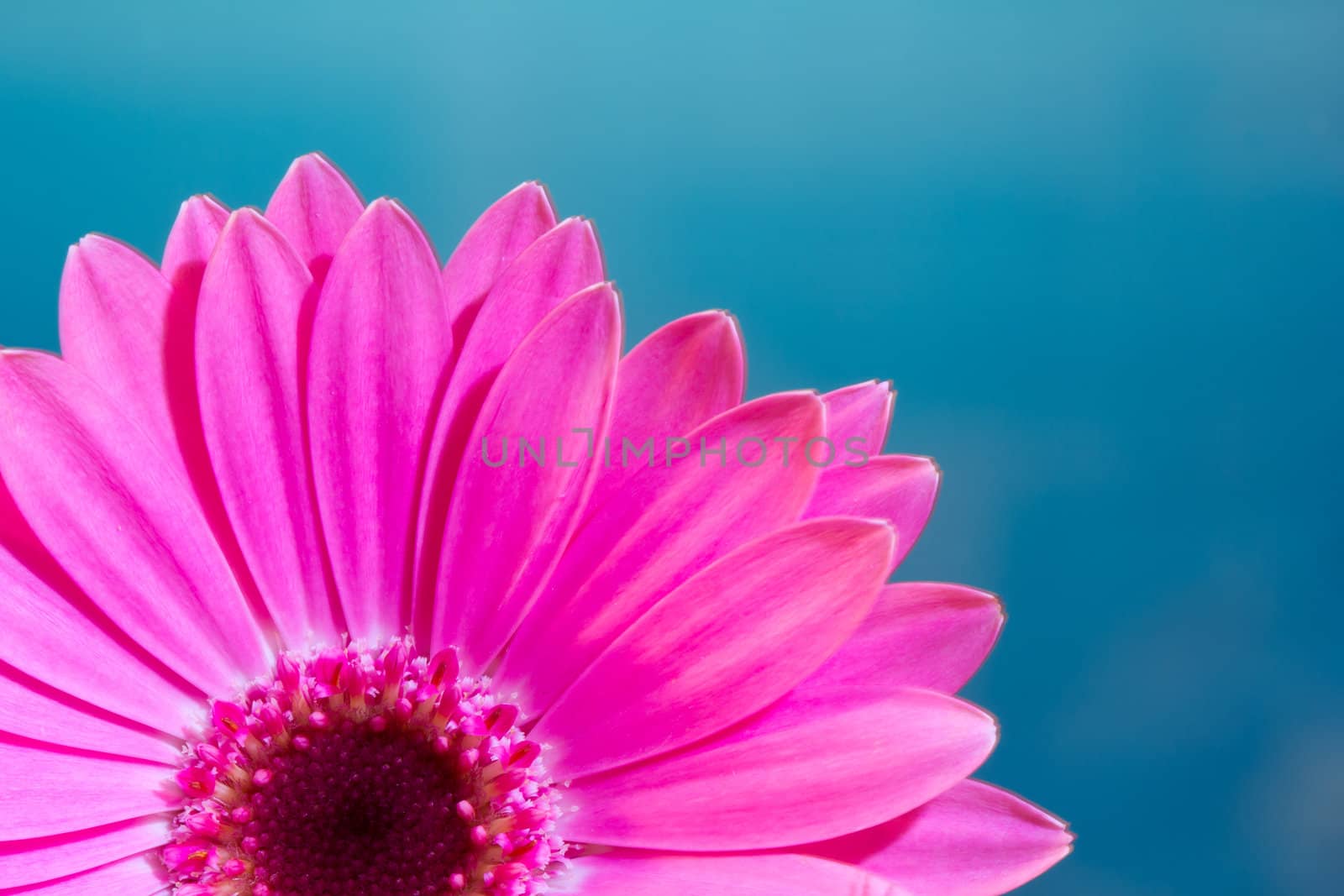 Pink gerbera daisy flower on a solid blue background