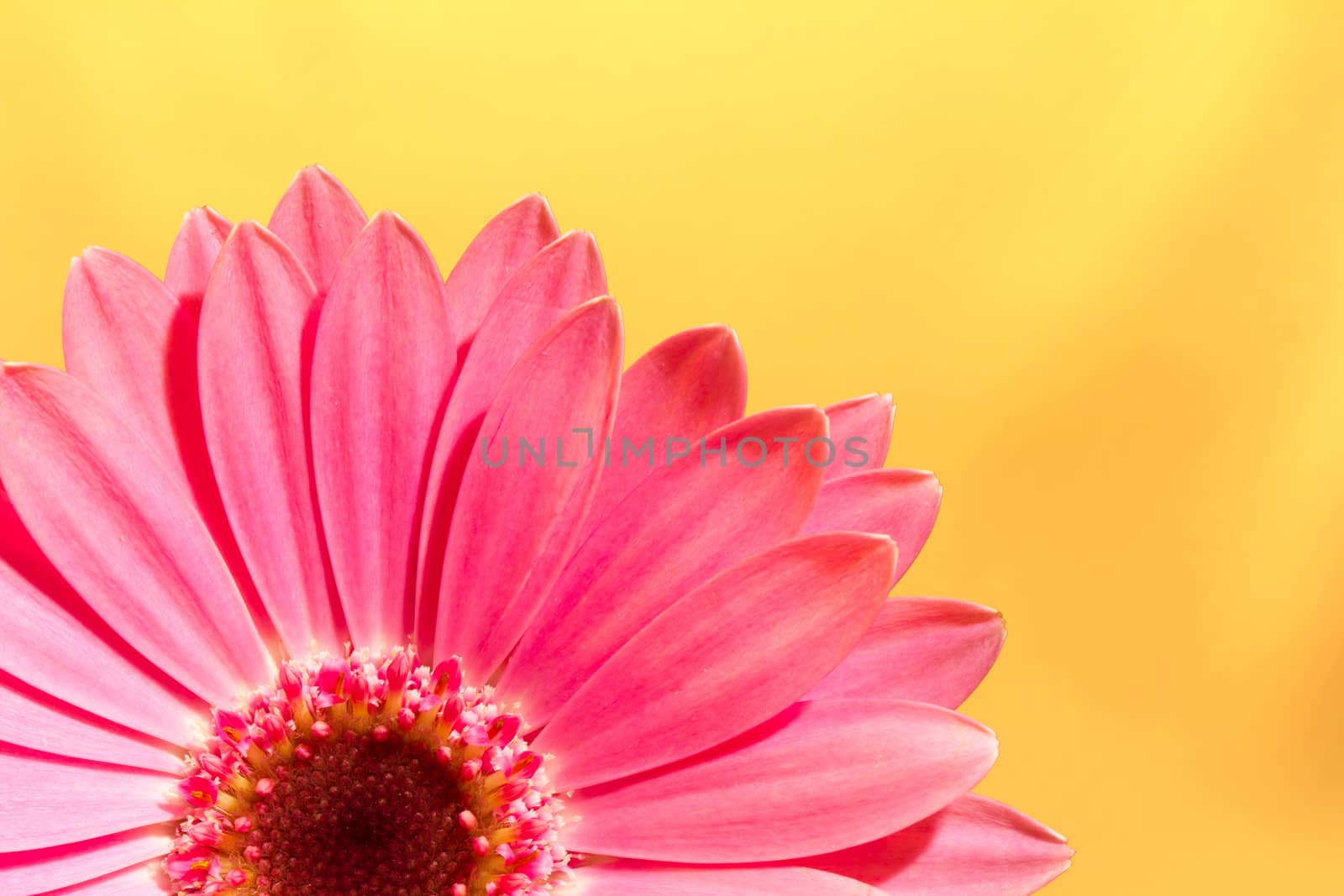 Pink gerbera daisy on yellow by jsolpietro