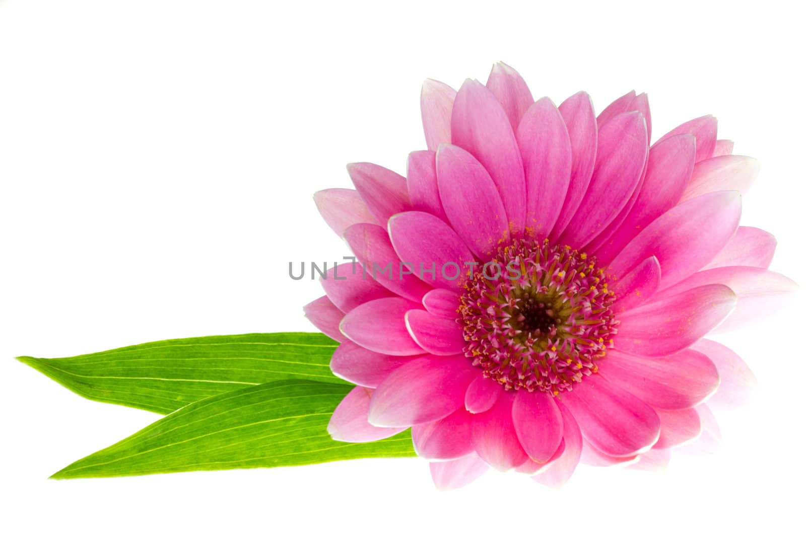 Pink gerbera daisy with leaves isolated on a white background