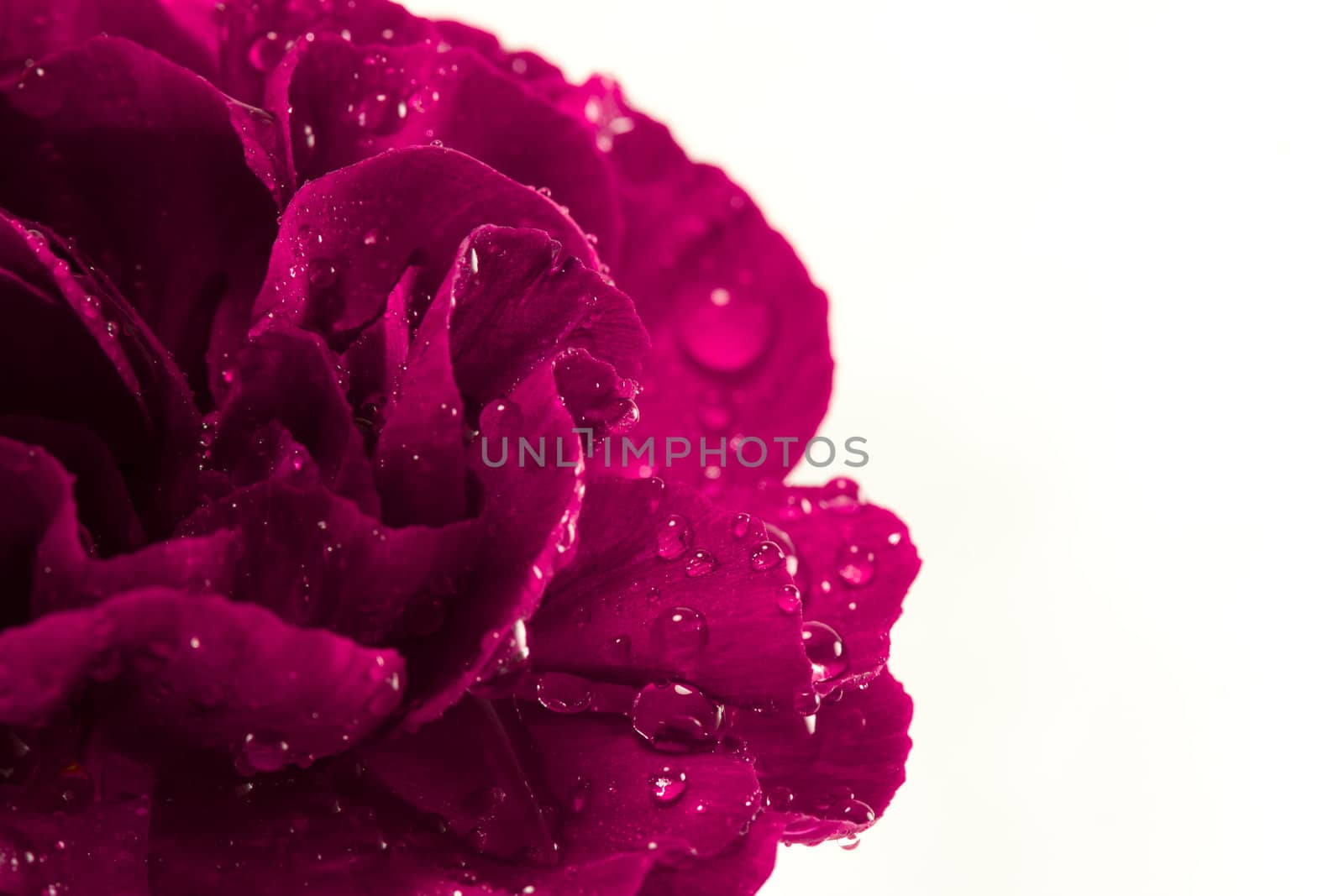 A beautiful single magenta carnation flower isolated on a white background and covered with water droplets.  There is plenty of copy space to the right of the flower.