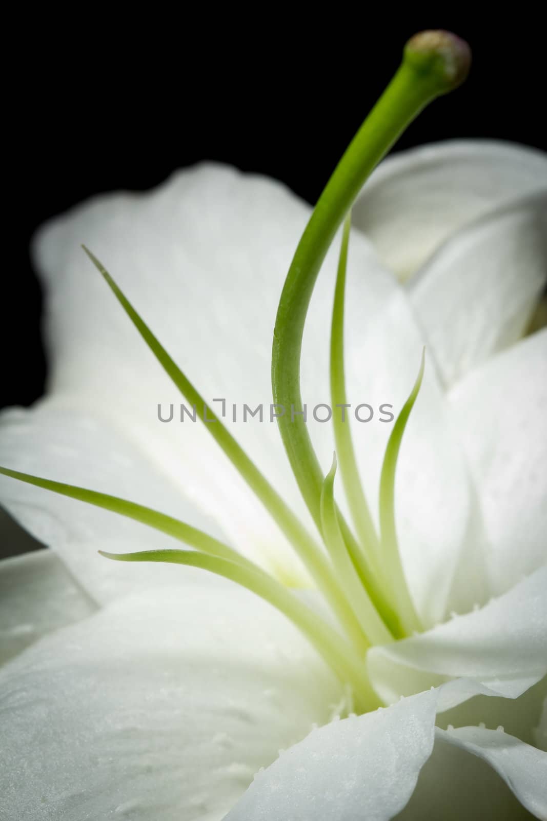 A close-up image of a beautiful single white lily isolated on a black background