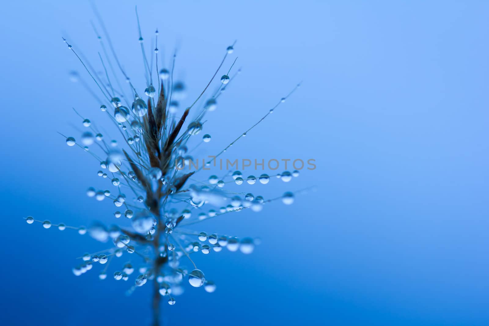 Close-up of tiny water droplets on a tiny ornamental grass blossom