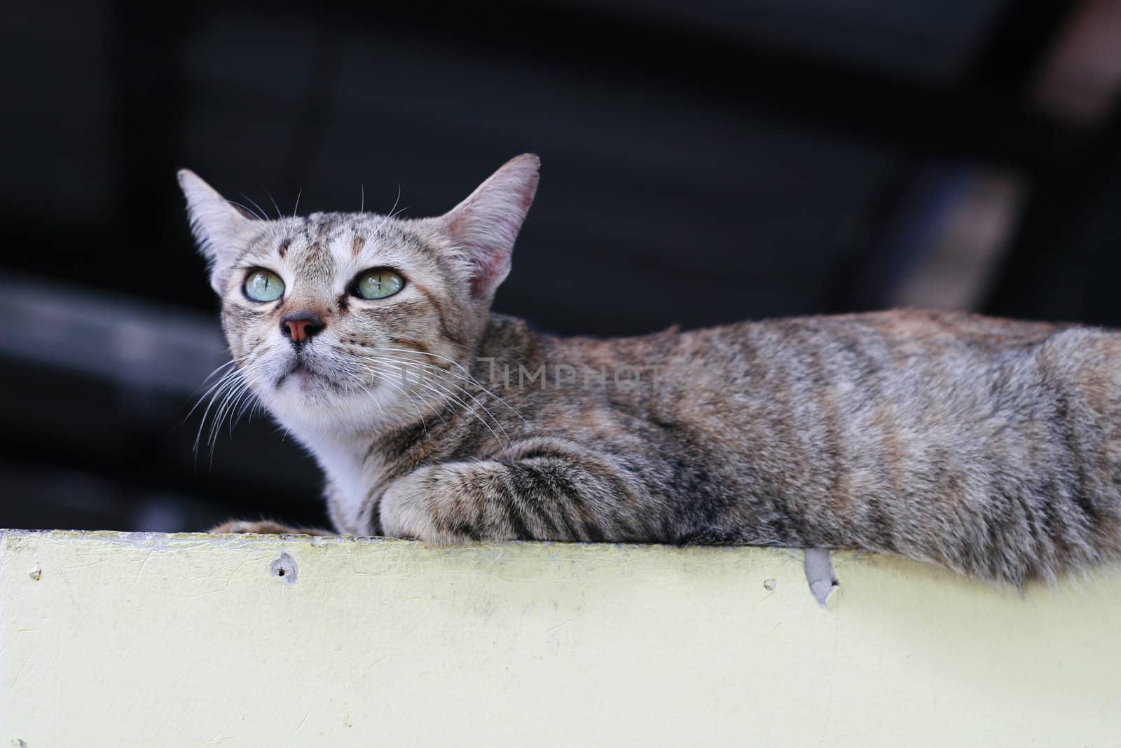 Thai cat