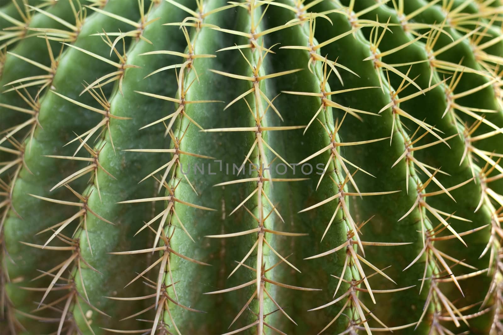 Cactus great