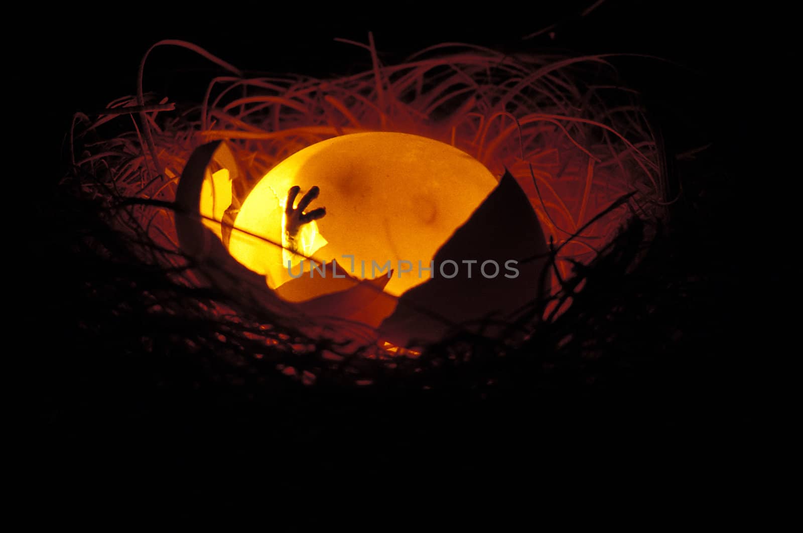 A nest of a weird alien creature with a hatching egg glowing