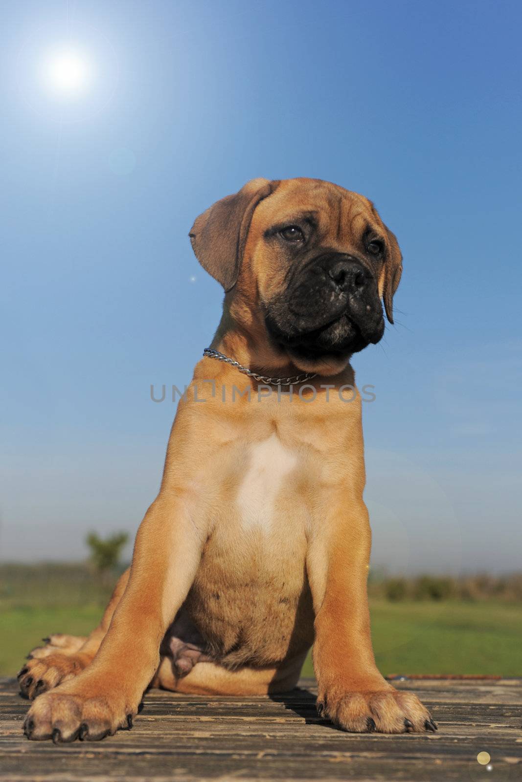 portrait of a purebred puppy Bull Mastiff under the sun