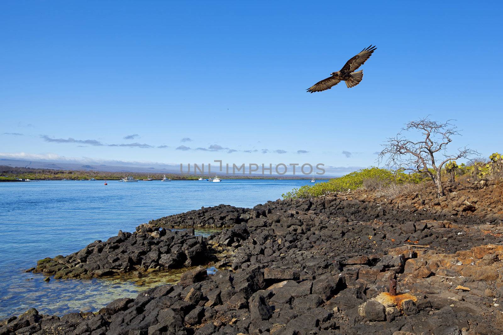 Galapagos Hawk flying over dry land and ocean
