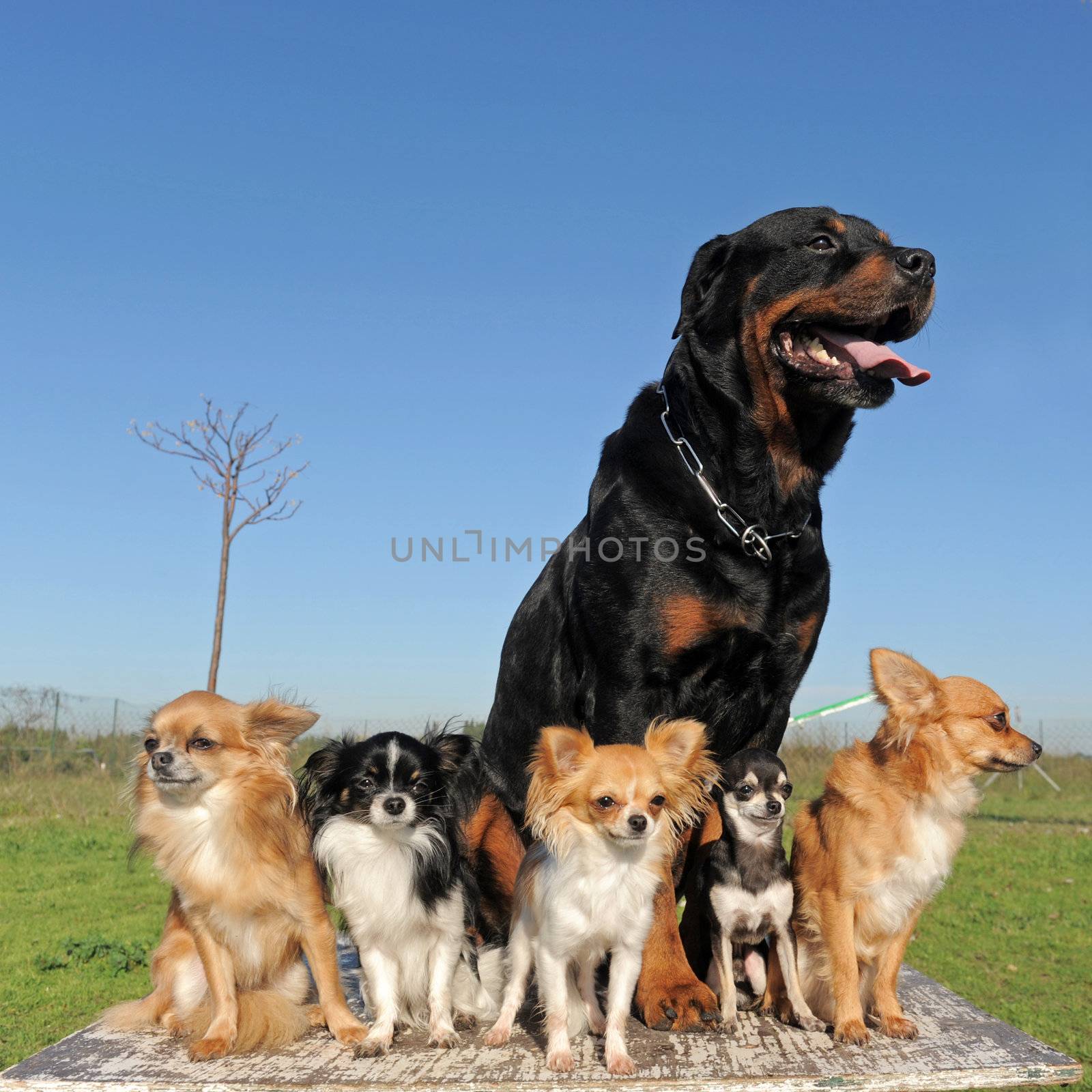 chihuahuas and rottweiler by cynoclub