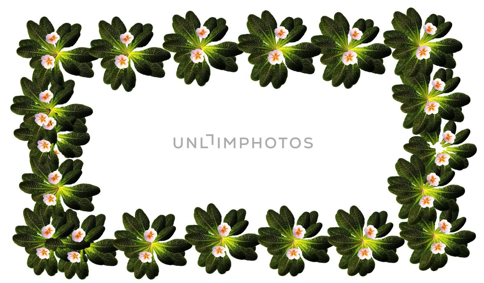 frame of primrose flowers by arnelsr