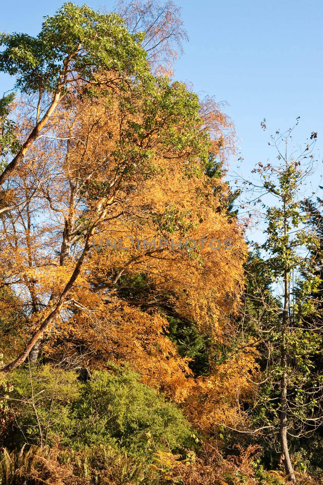 Washington Park Arboretum in Seattle