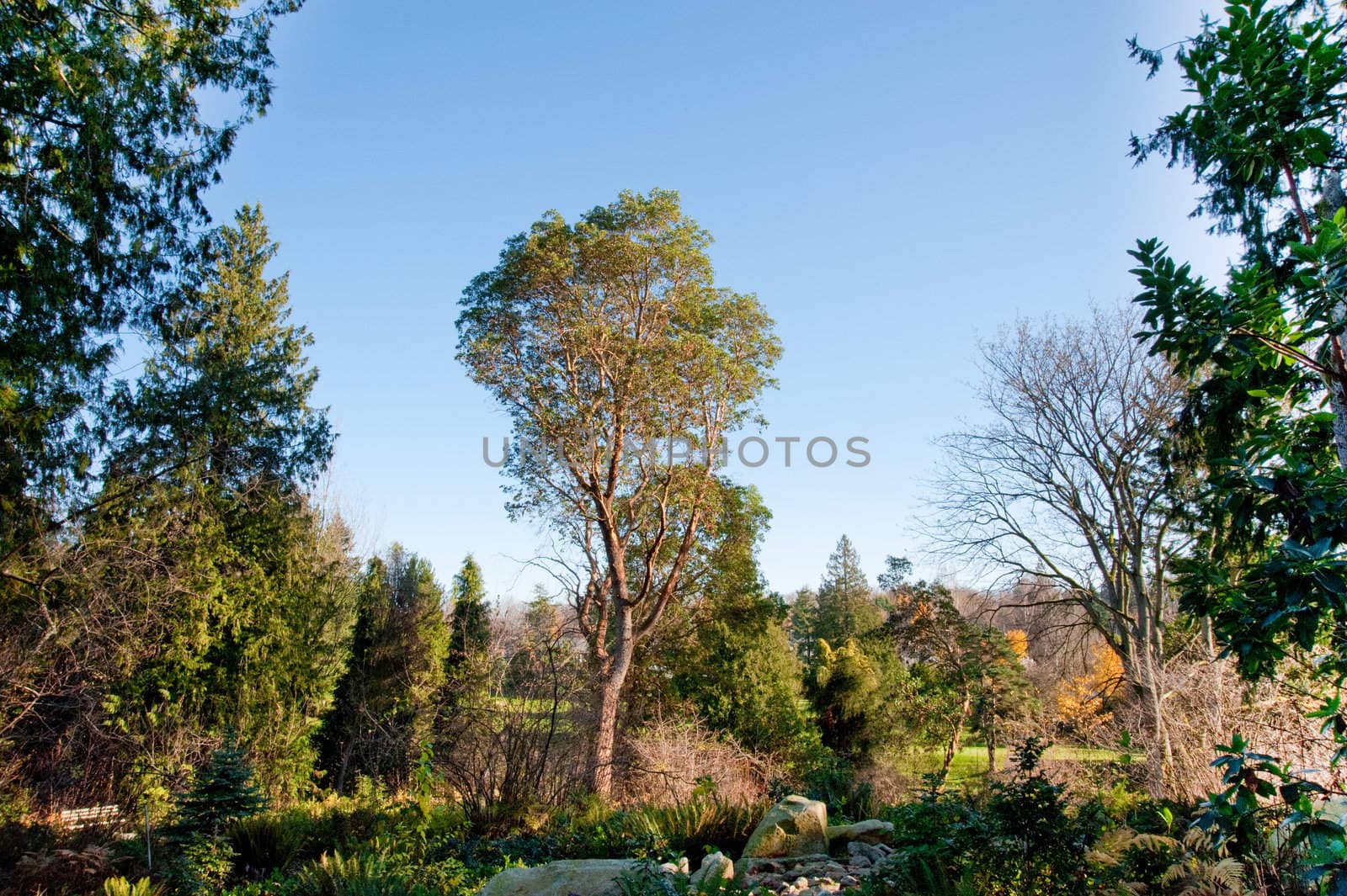 Washington Park Arboretum in Seattle