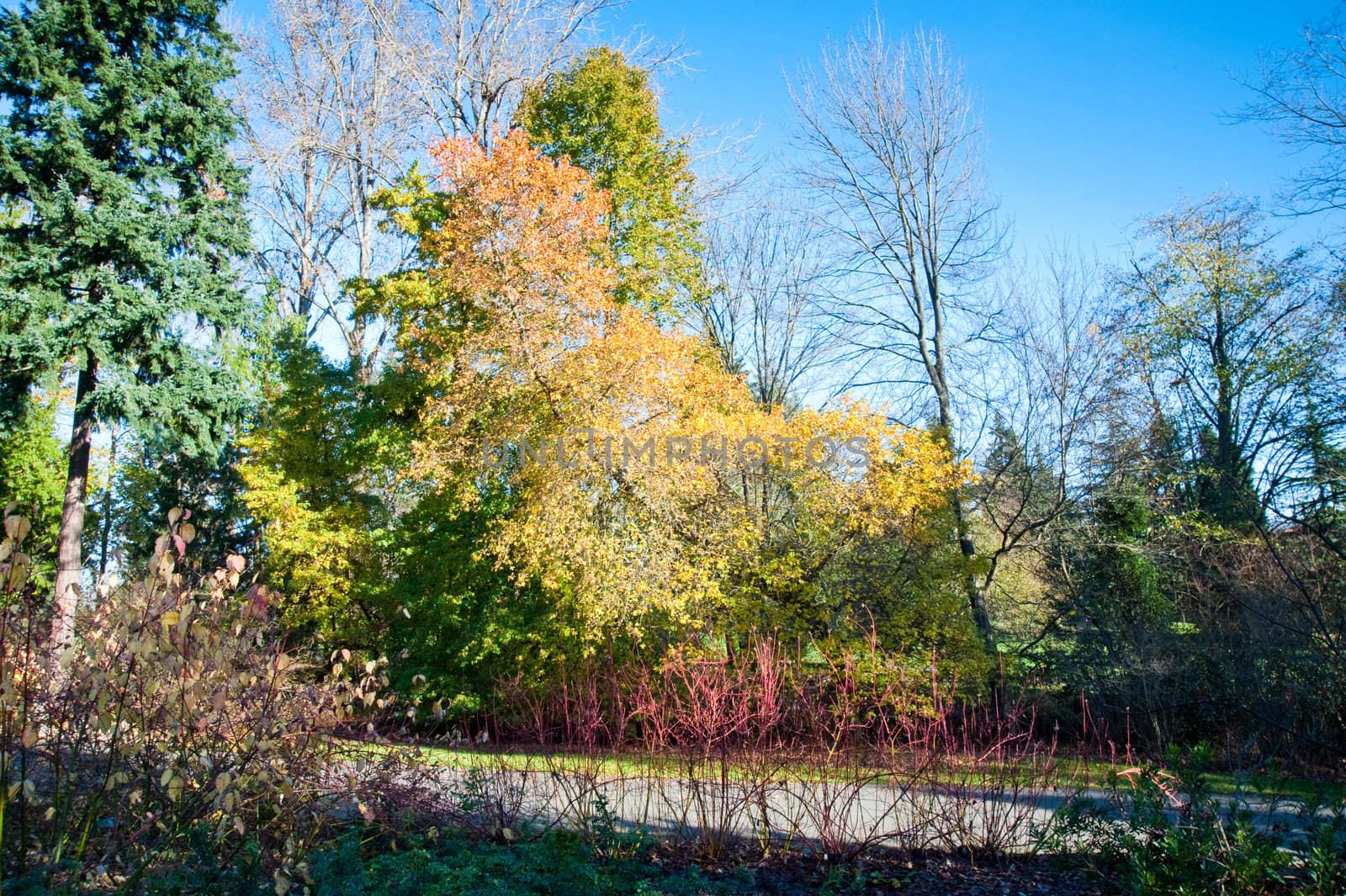 Washington Park Arboretum in Seattle