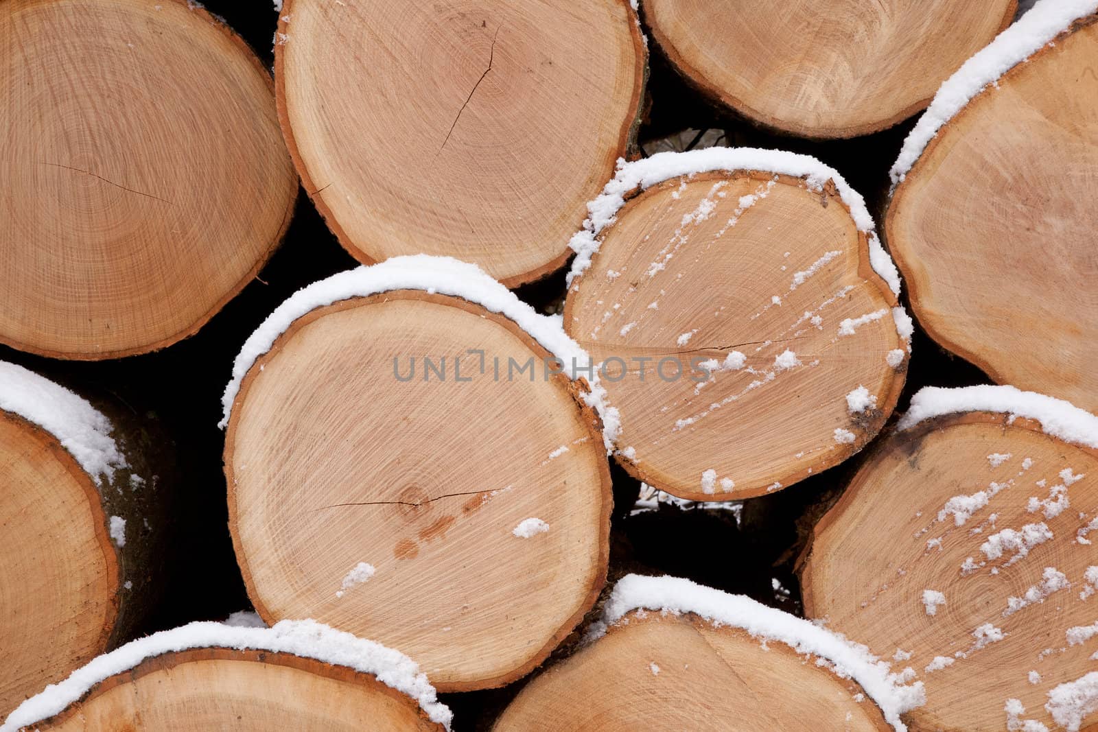 closeup of pine logs with snow in winter forest