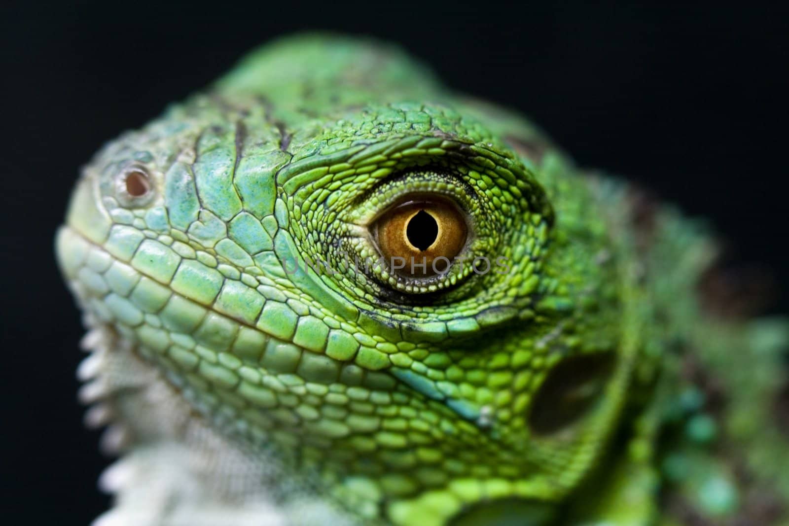 a great and green iguana baby