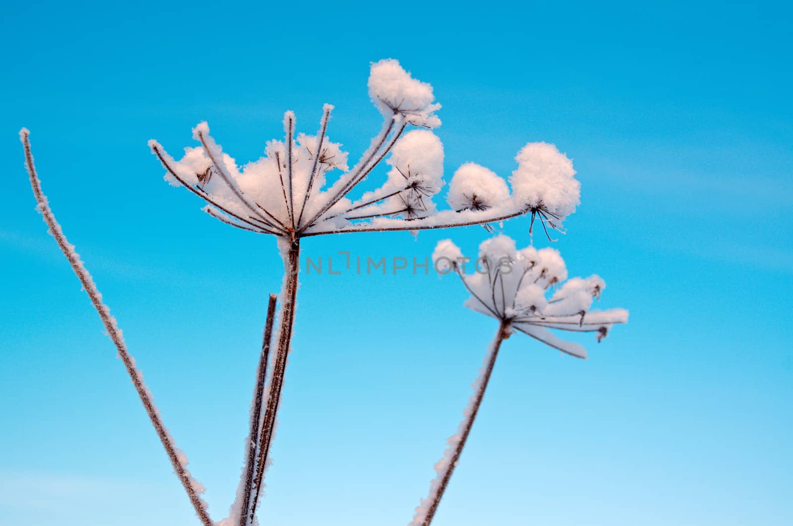 Winter landscape.Winter scene .Frozenned flower