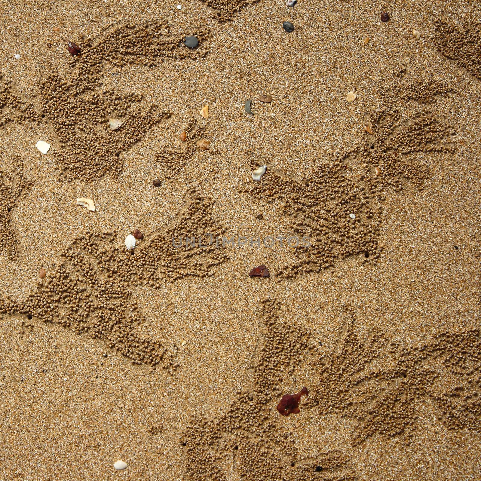 Background of crab making sand balls on the beach