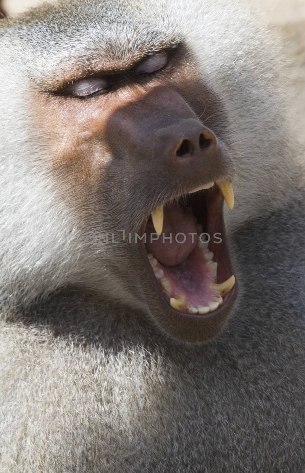 a big and dangerous primate openning the mouth