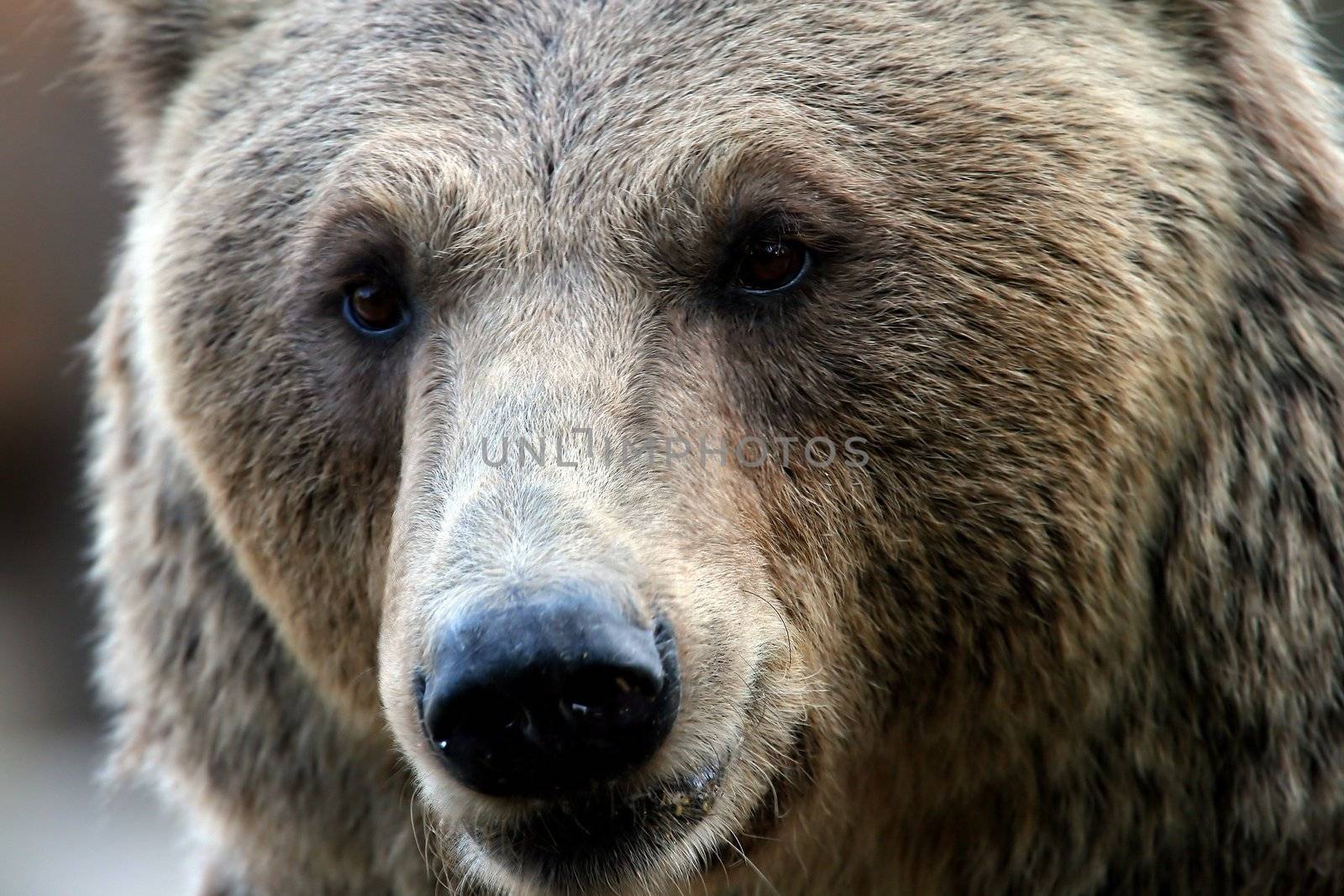 the face of wild bear