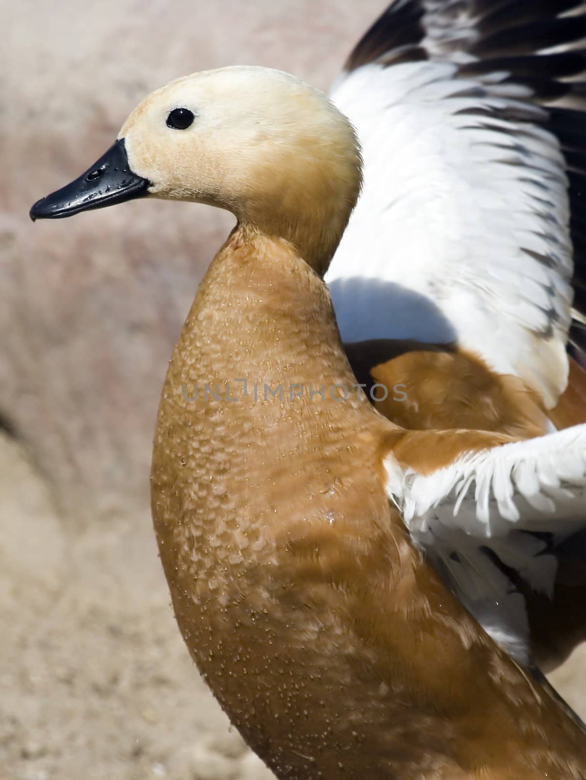 portrait of a beautiful and cute duck