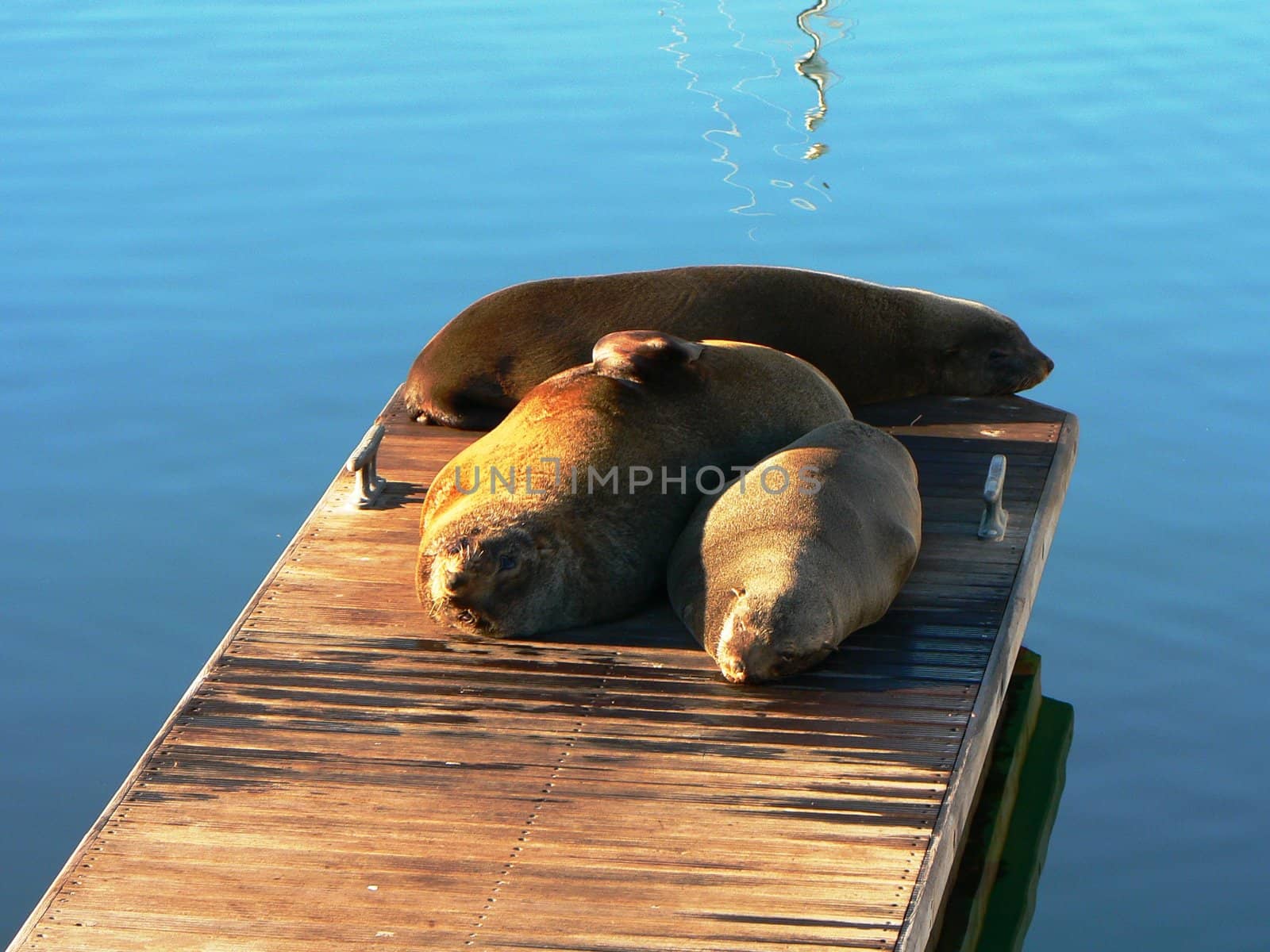 seals in nature