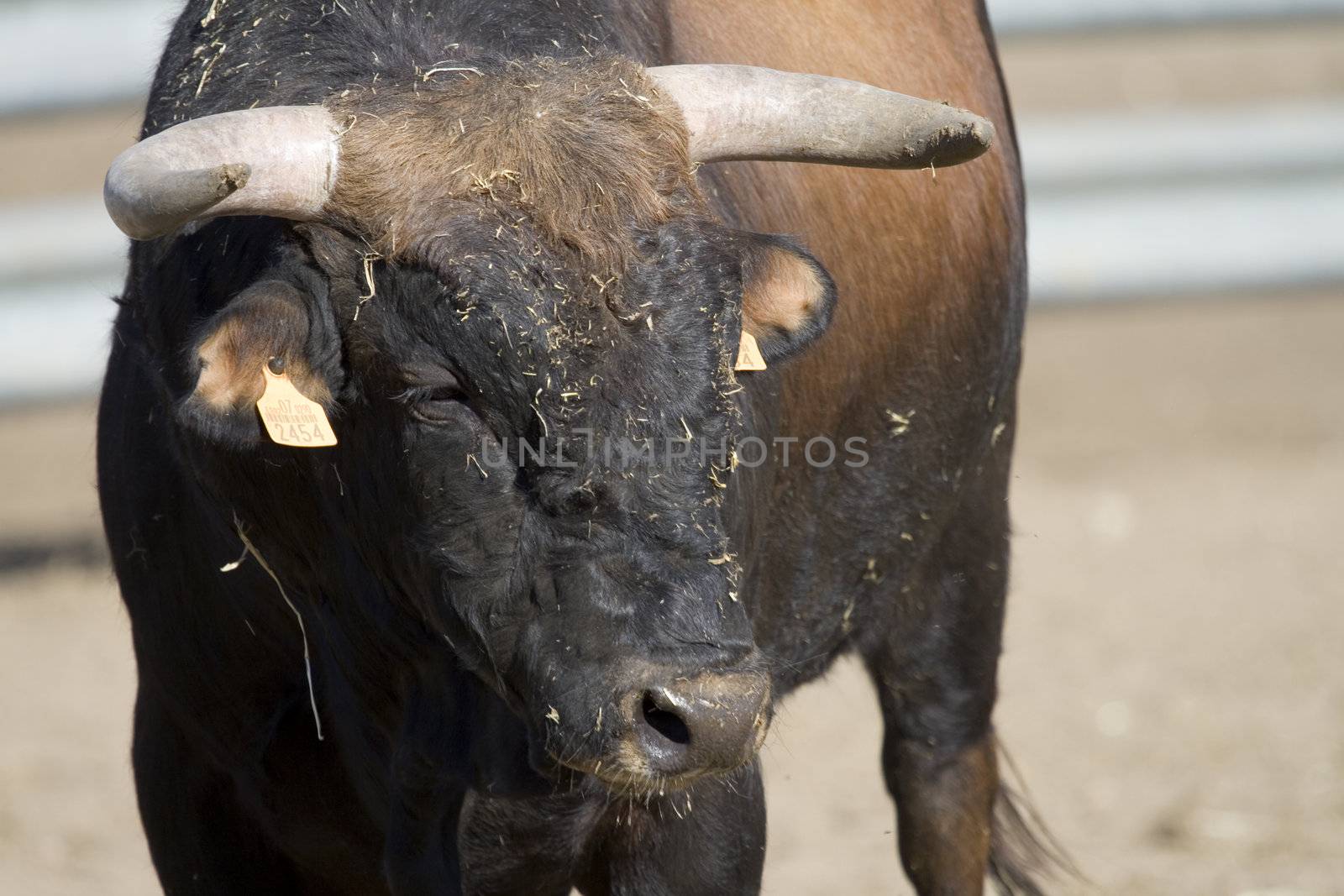 Picture of a brave and beautiful spanish bull