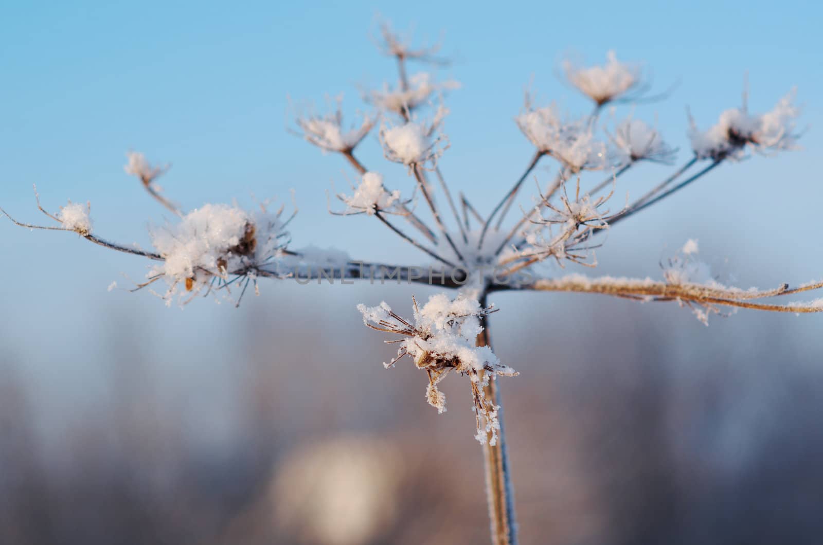 Winter landscape.Winter scene .Frozenned flower