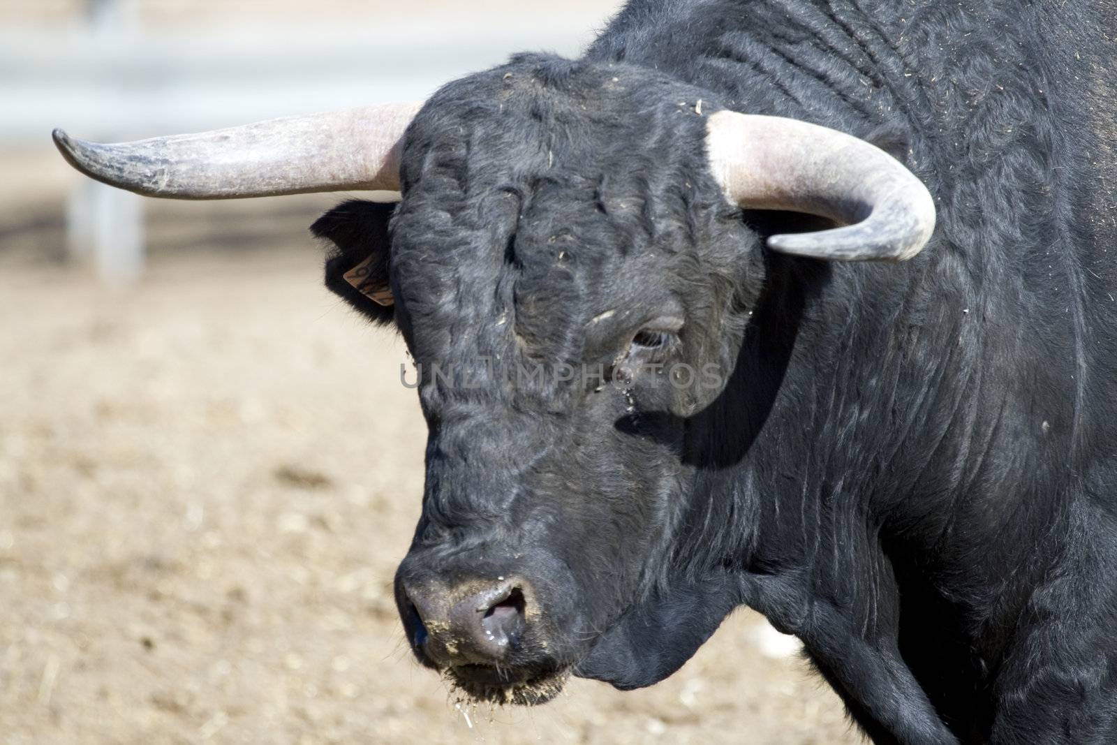 Picture of a brave and beautiful spanish bull