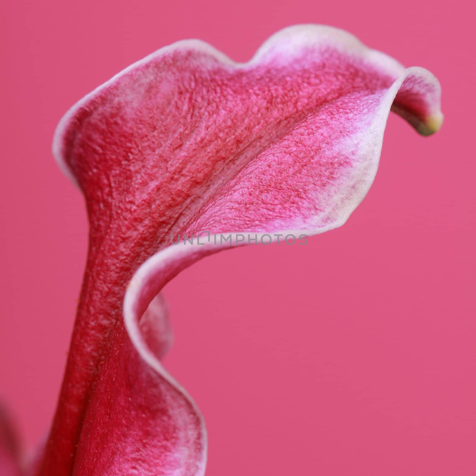 detail of a beautiful pink flower
