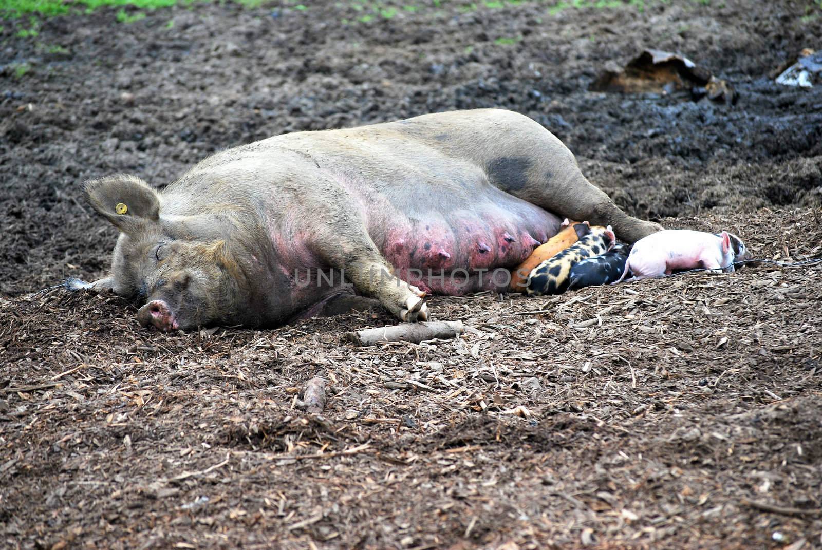 Mother pig. by oscarcwilliams