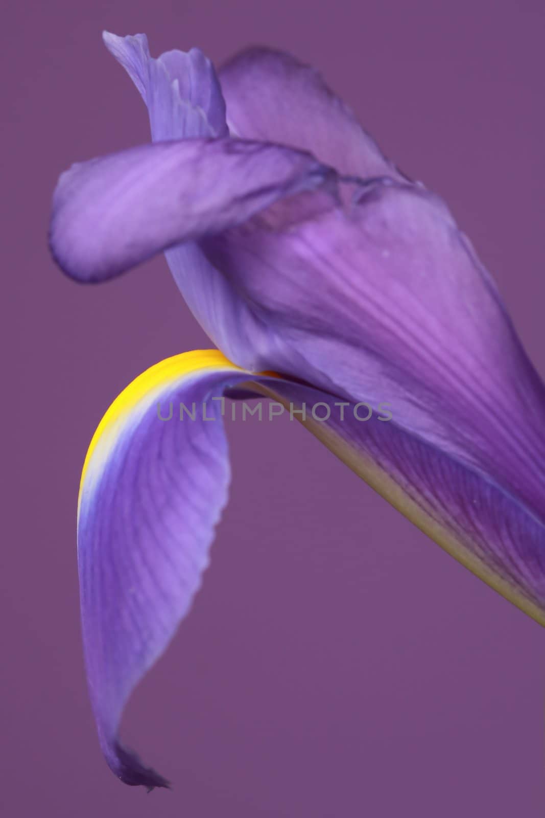 Detail of a pretty and primaveral purple flower
