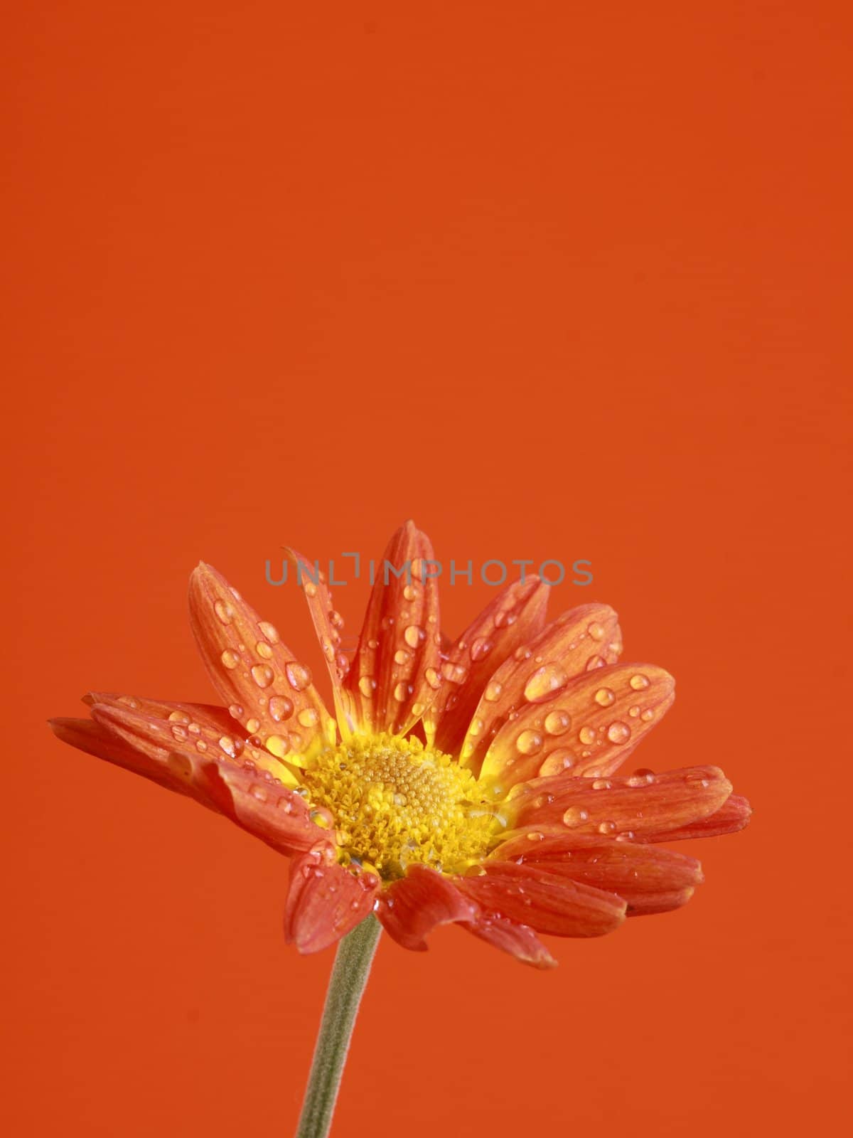 detail of a pretty and beautiful orange flower