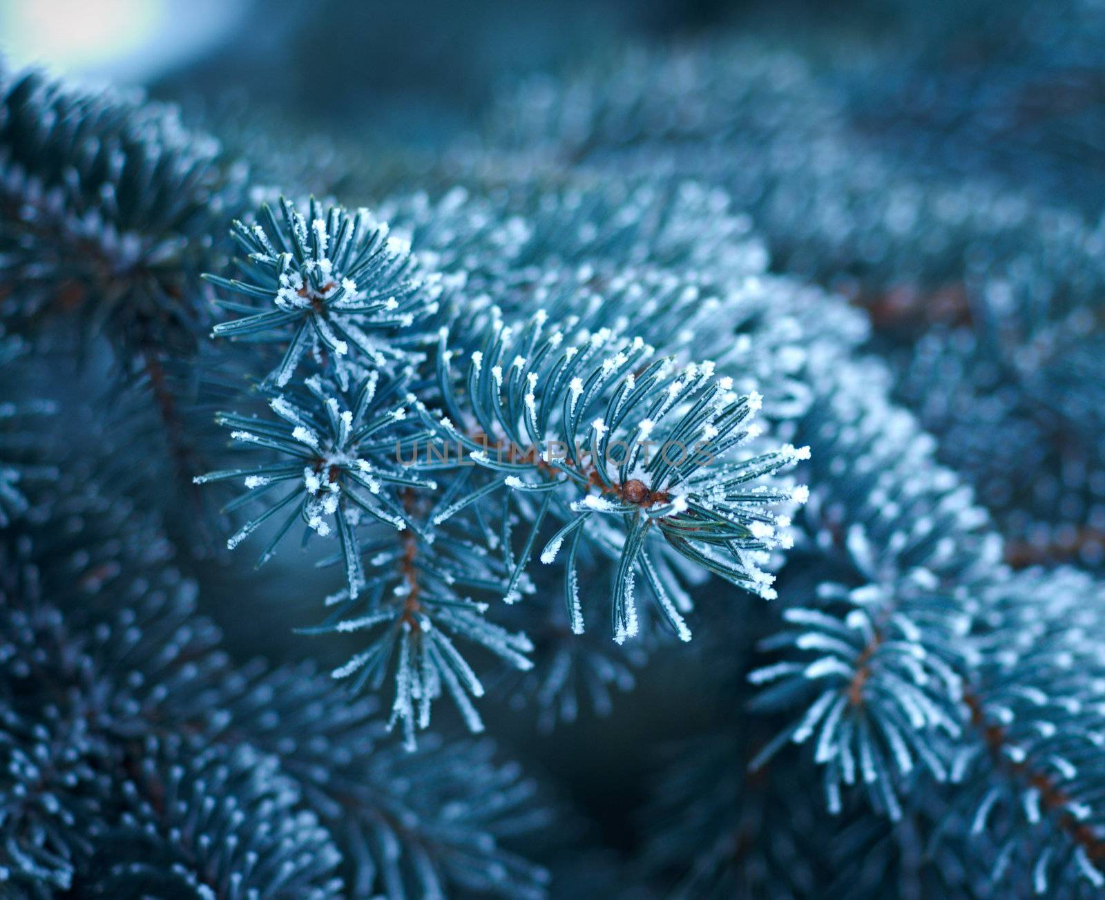 Winter frost on spruce  christmas tree  close-up .Shallow depth-of-field. 