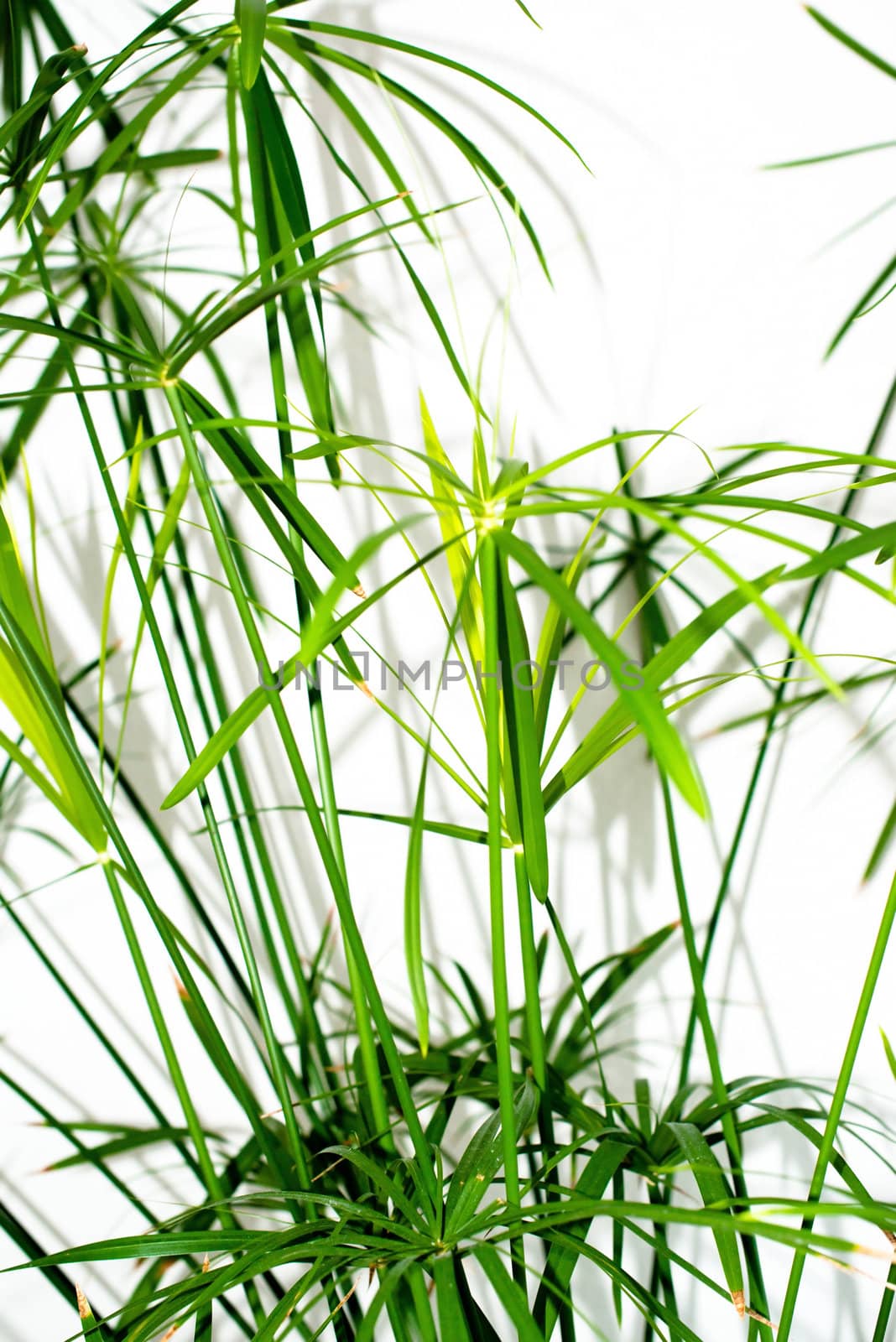 Leaves of a grass plant on a white background