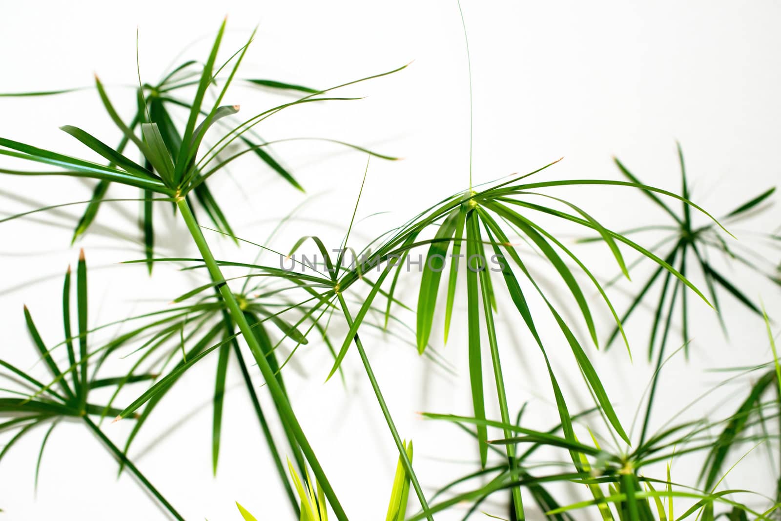 Leaves of a grass plant on a white background