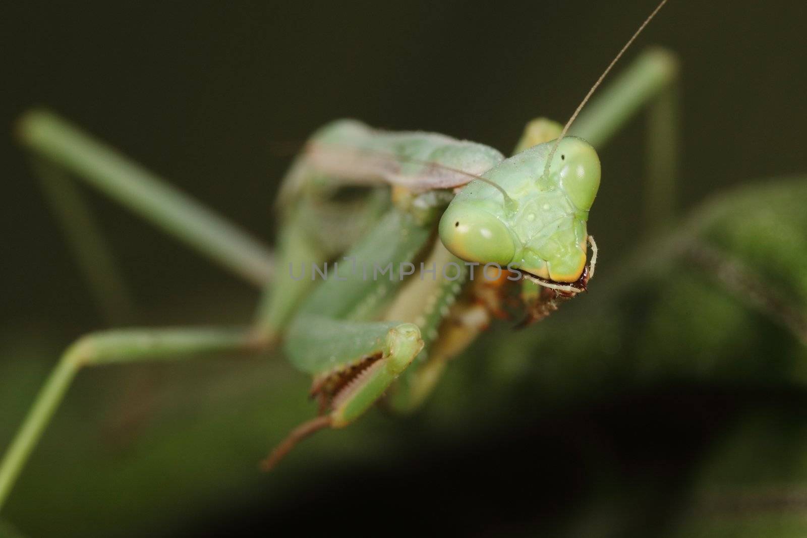 picture macro of a beautiful green mantis