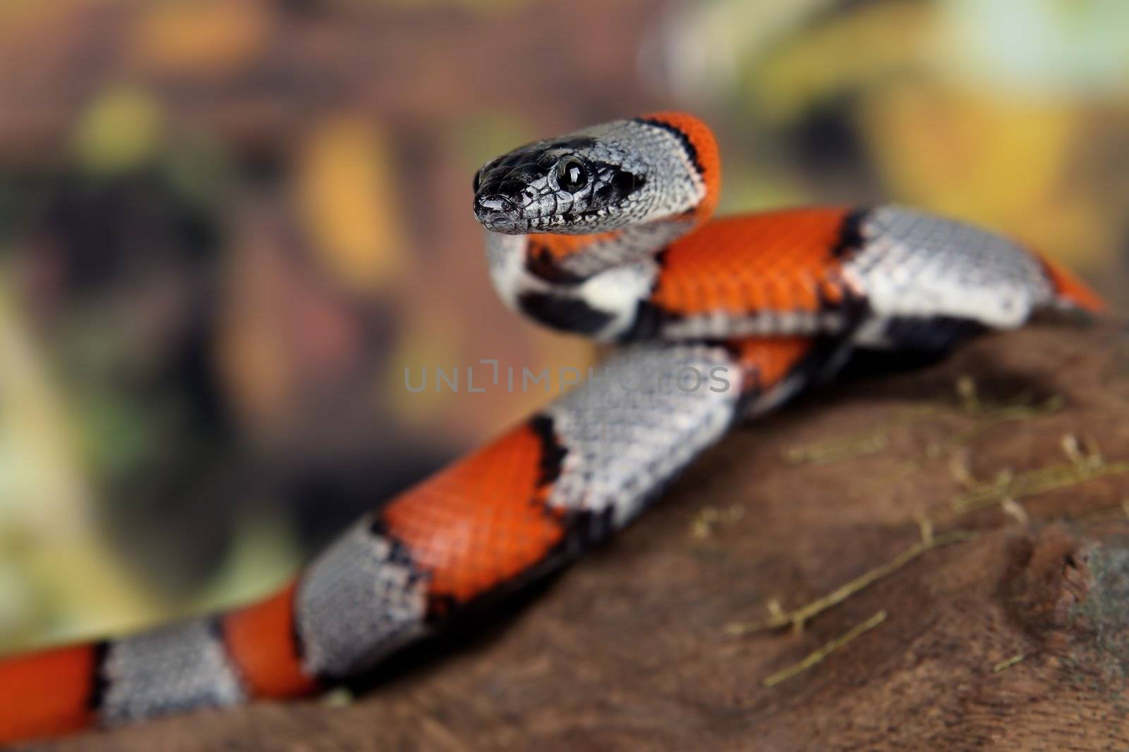 a picture of a beutiful coral snake