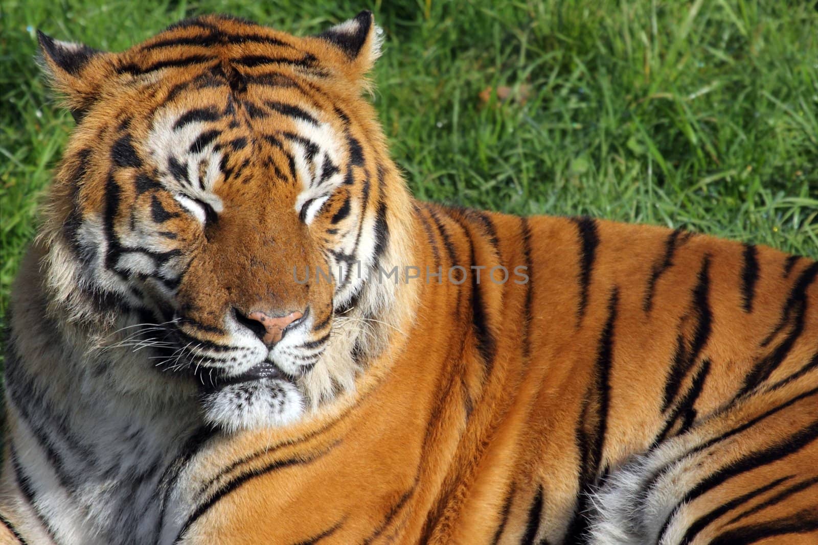 a beautiful and fantastic tiger