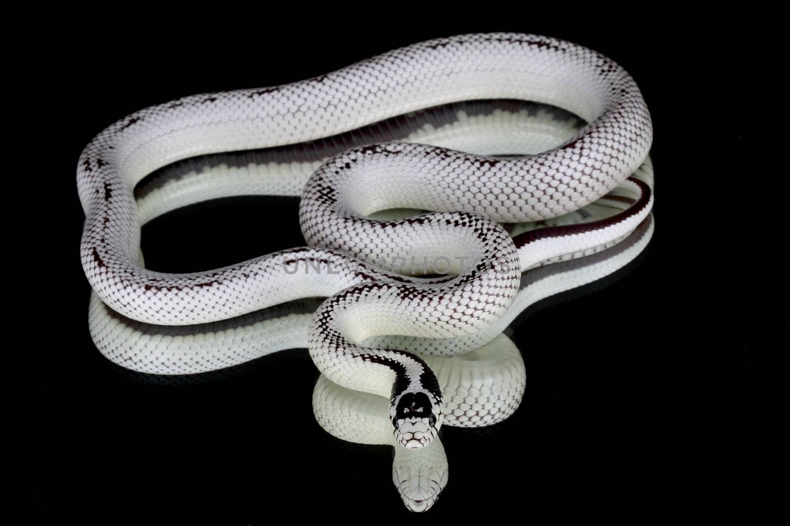 a picture of a beautiful white snake over a black background