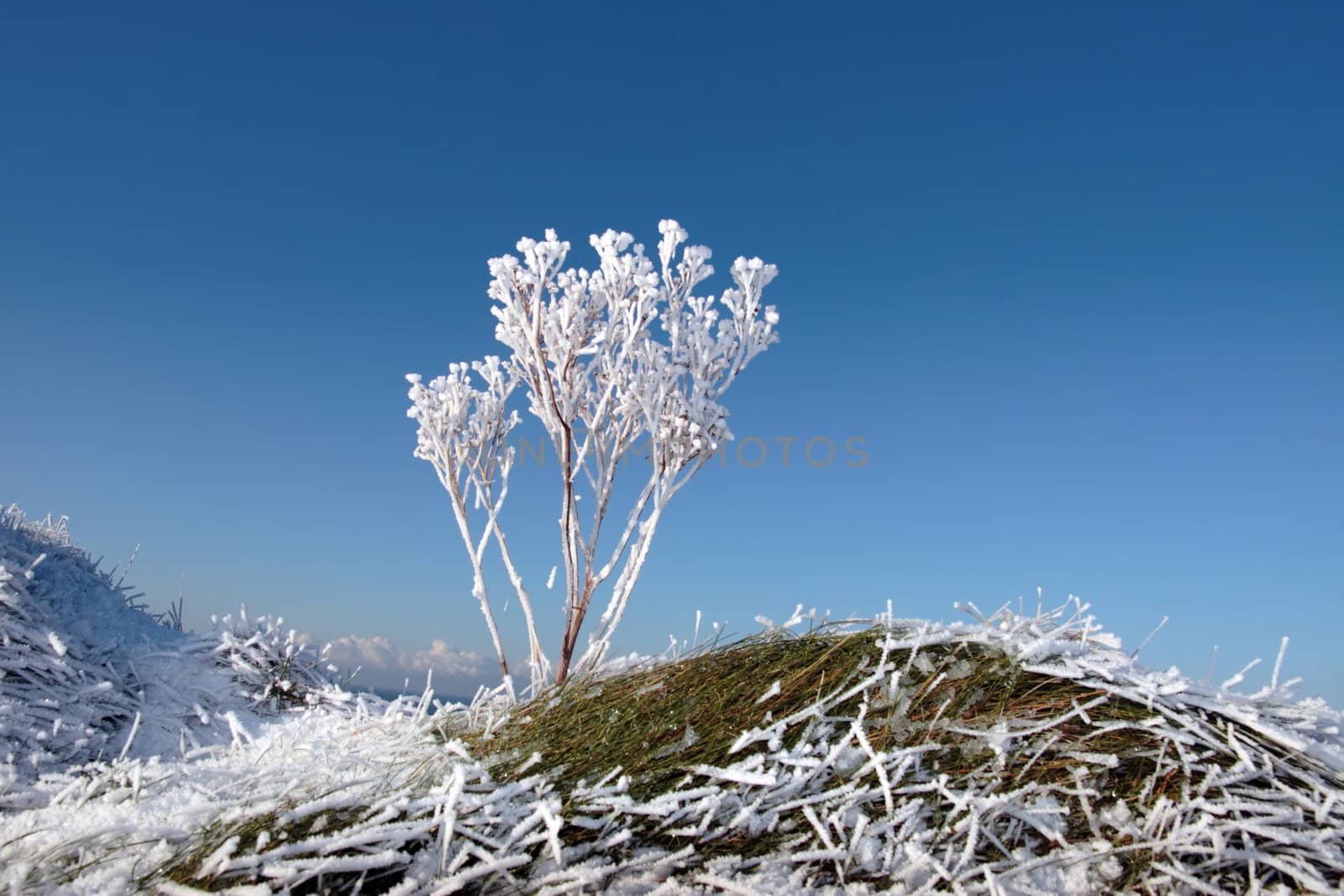 a seasonal crisp snow frosty covered grass ditch with a frozen weed plant